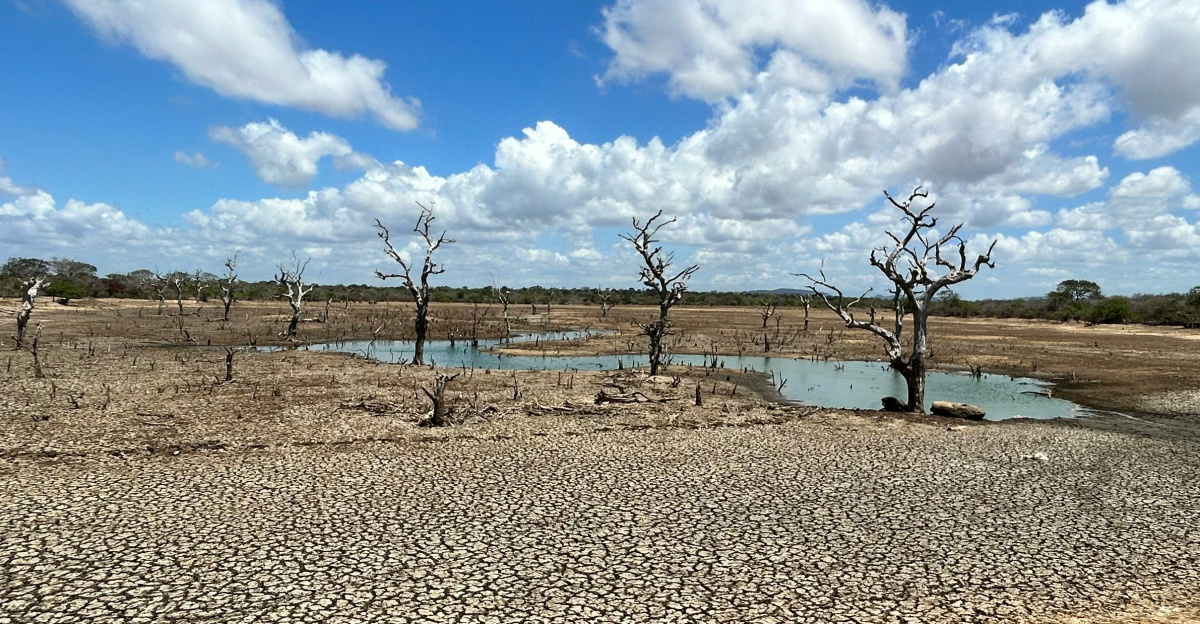 a dirt field with rocks and a tree